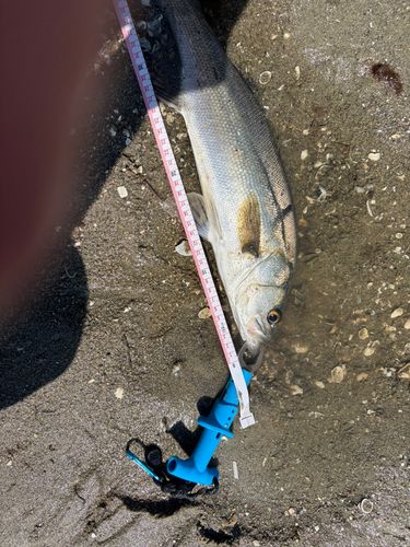 セイゴ（マルスズキ）の釣果