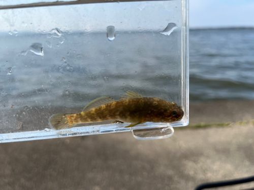 ヌマチチブの釣果