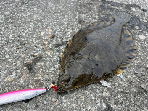 カワガレイの釣果