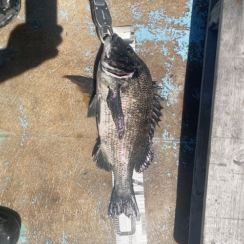 クロダイの釣果