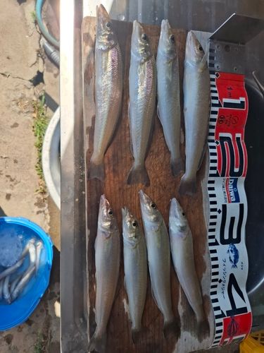 シロギスの釣果