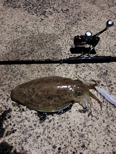 モンゴウイカの釣果