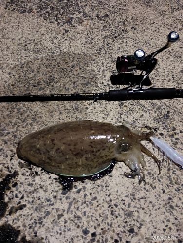 モンゴウイカの釣果