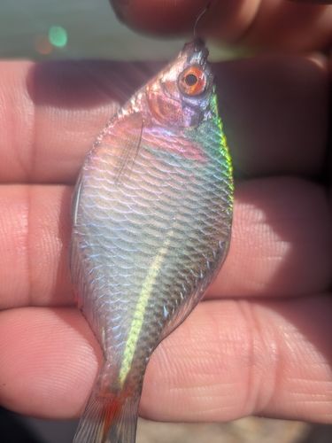 タイリクバラタナゴの釣果