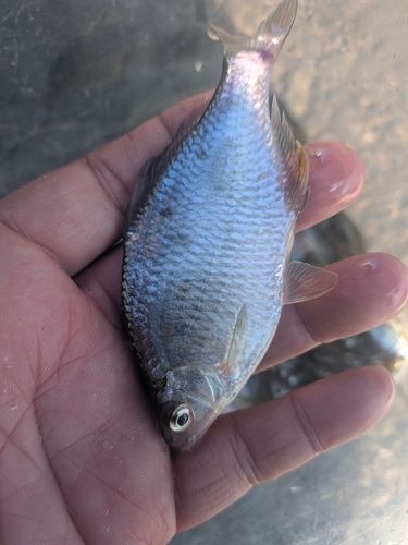 オオタナゴの釣果