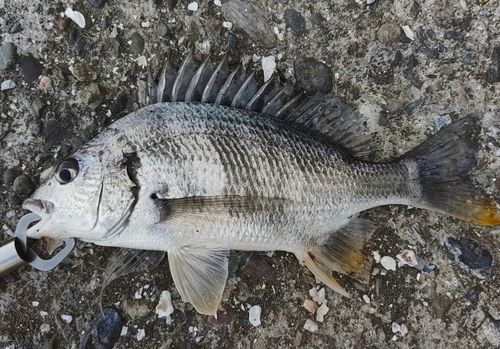 キビレの釣果