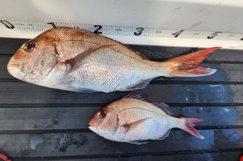 マダイの釣果