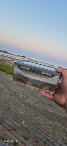 ヒガンフグの釣果