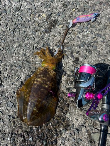 アオリイカの釣果