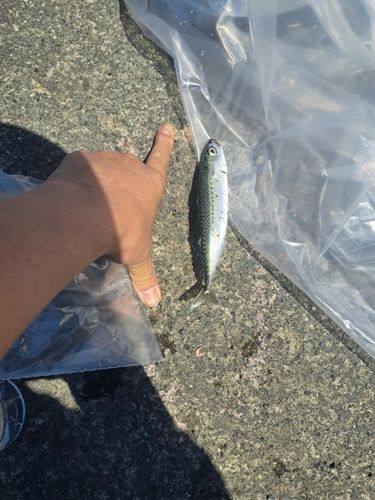サバの釣果