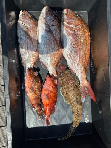 タイの釣果