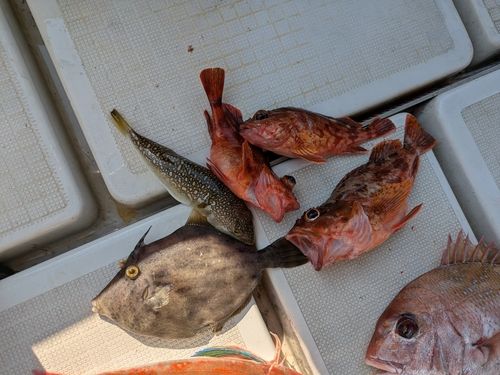 カワハギの釣果