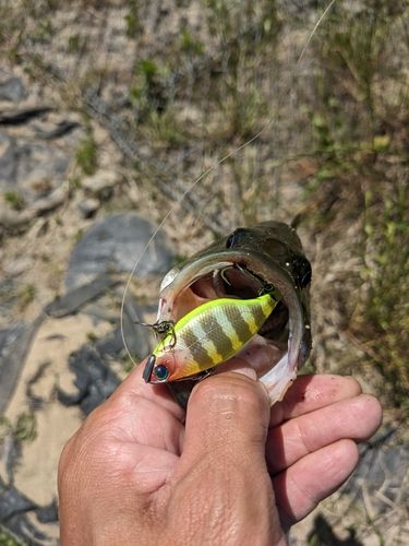ラージマウスバスの釣果