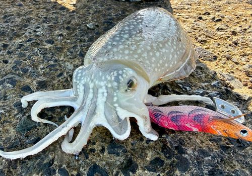 シリヤケイカの釣果