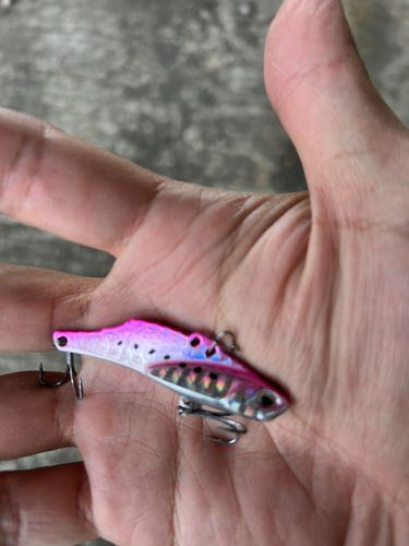 アカエイの釣果