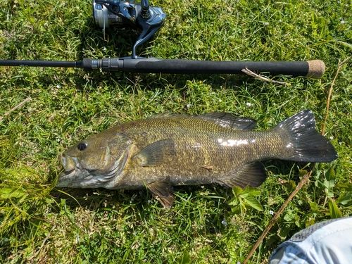 スモールマウスバスの釣果