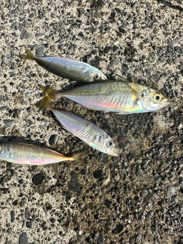 アジの釣果
