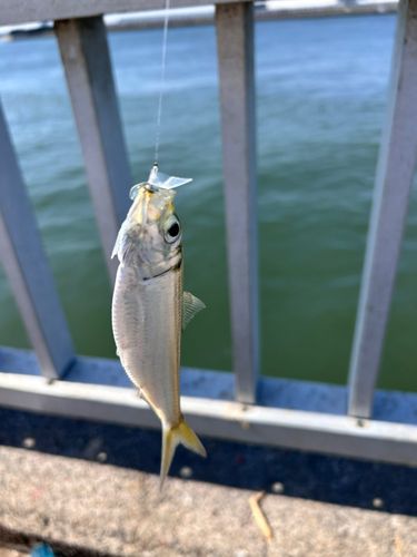 サッパの釣果