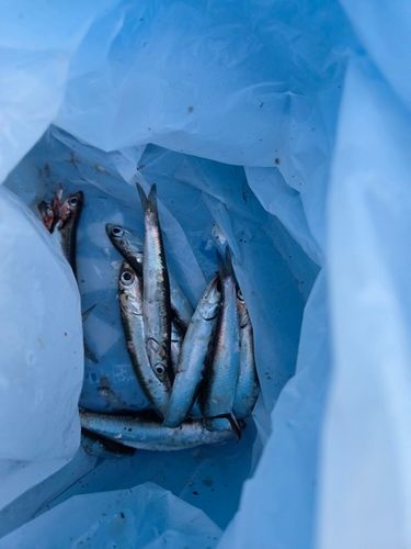 カタクチイワシの釣果