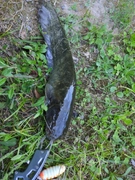 ナマズの釣果