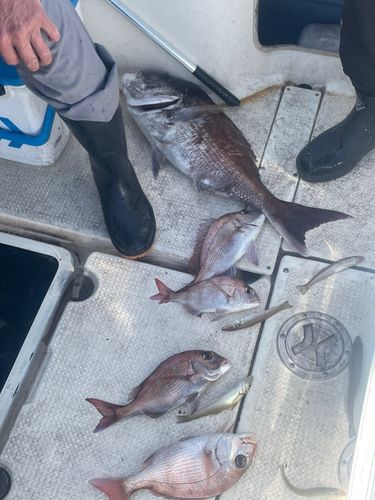 タイの釣果