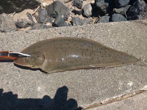 イシガレイの釣果