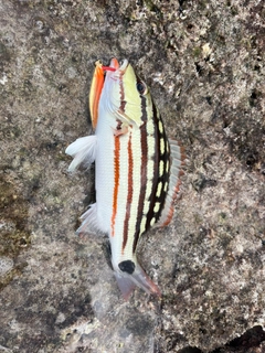 アミメフエダイの釣果