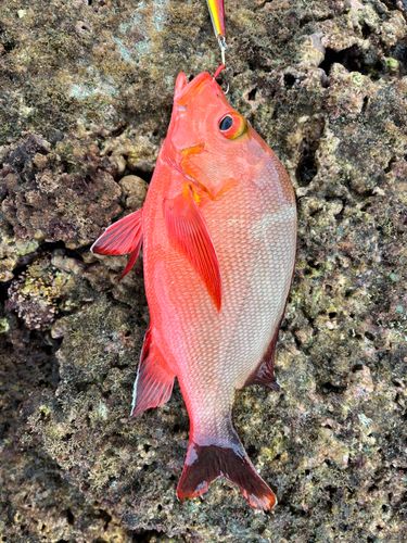 ヒメフエダイの釣果