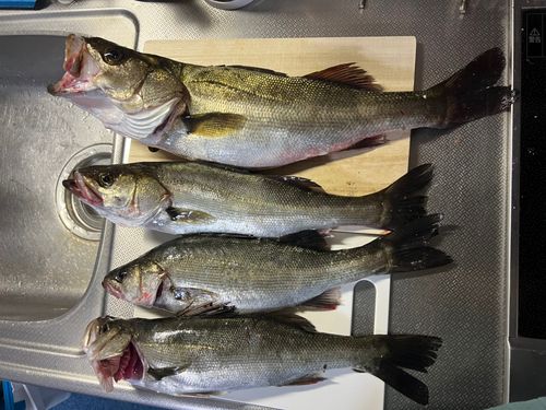 シーバスの釣果