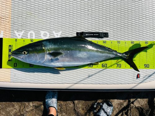 ブリの釣果