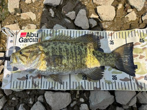 スモールマウスバスの釣果