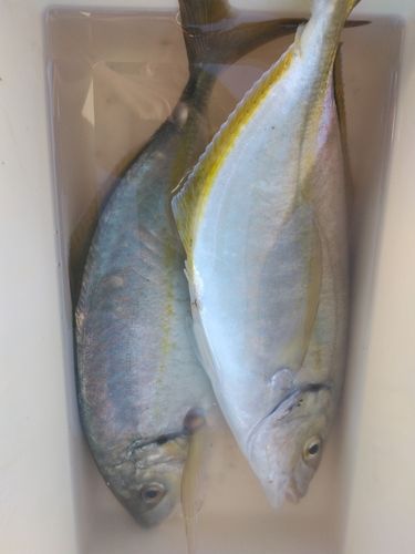 シマアジの釣果