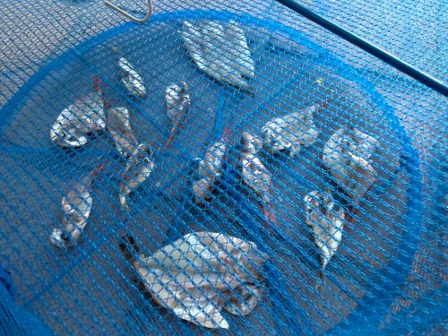 ネンブツダイの釣果