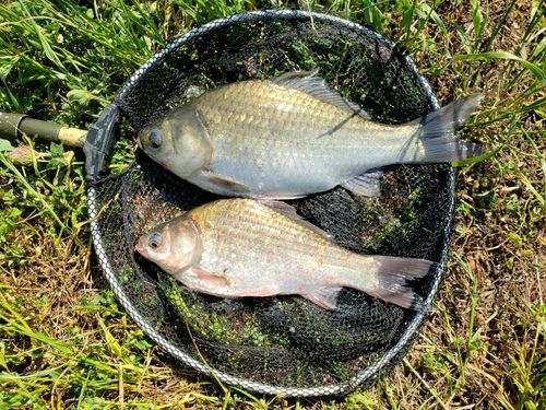 ヘラブナの釣果