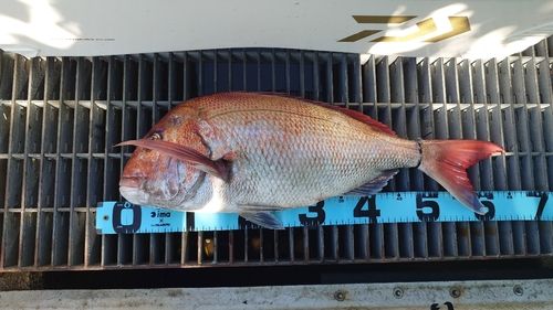 マダイの釣果