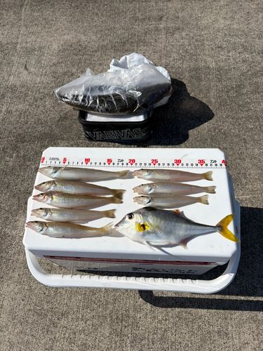 マゴチの釣果