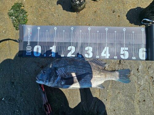 クロダイの釣果