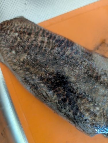 コウイカの釣果