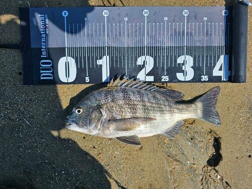 クロダイの釣果