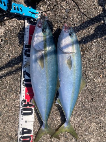 フクラギの釣果