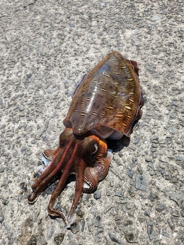 モンゴイカの釣果