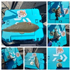 シロメバルの釣果