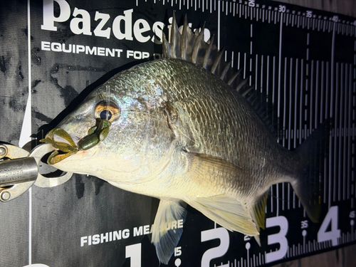 キビレの釣果