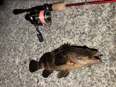 チャイロマルハタの釣果