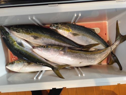 ワラサの釣果