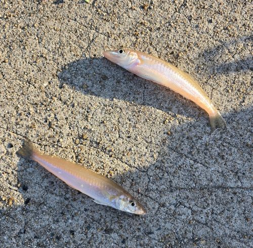 キスの釣果