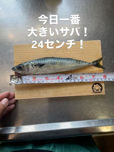 サバの釣果