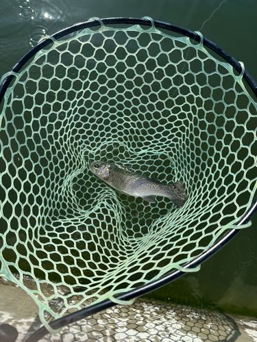 ニジマスの釣果
