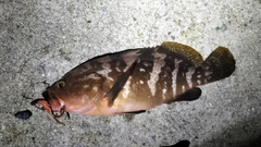 アコウの釣果