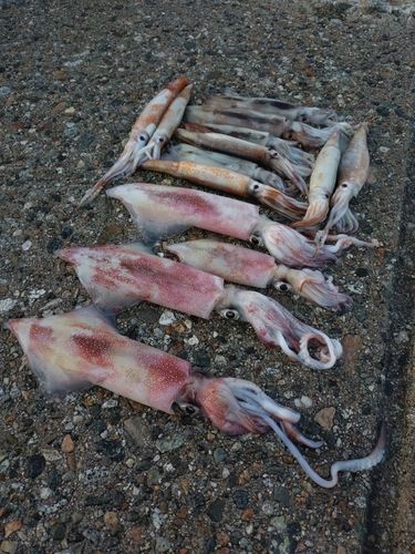 ケンサキイカの釣果